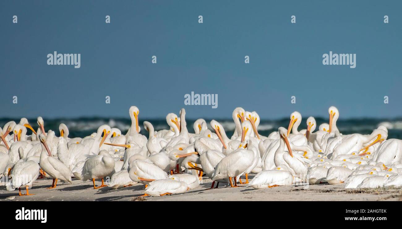 Weiße Pelikane auf einer Insel in Florida für den Winter Stockfoto