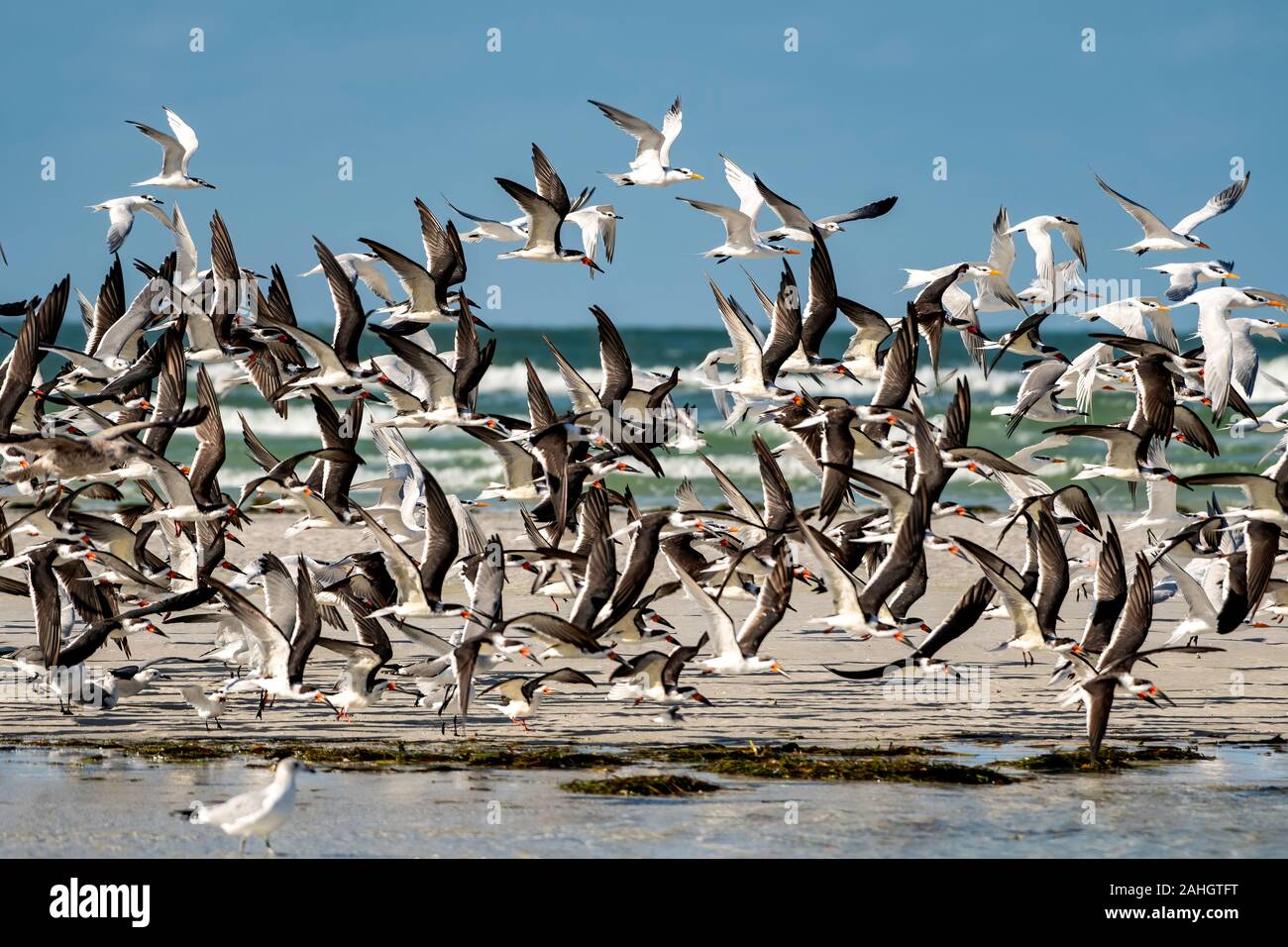 Herde von Ufer Vögel nimmt Flug und füllt den Himmel mit Flügeln Stockfoto