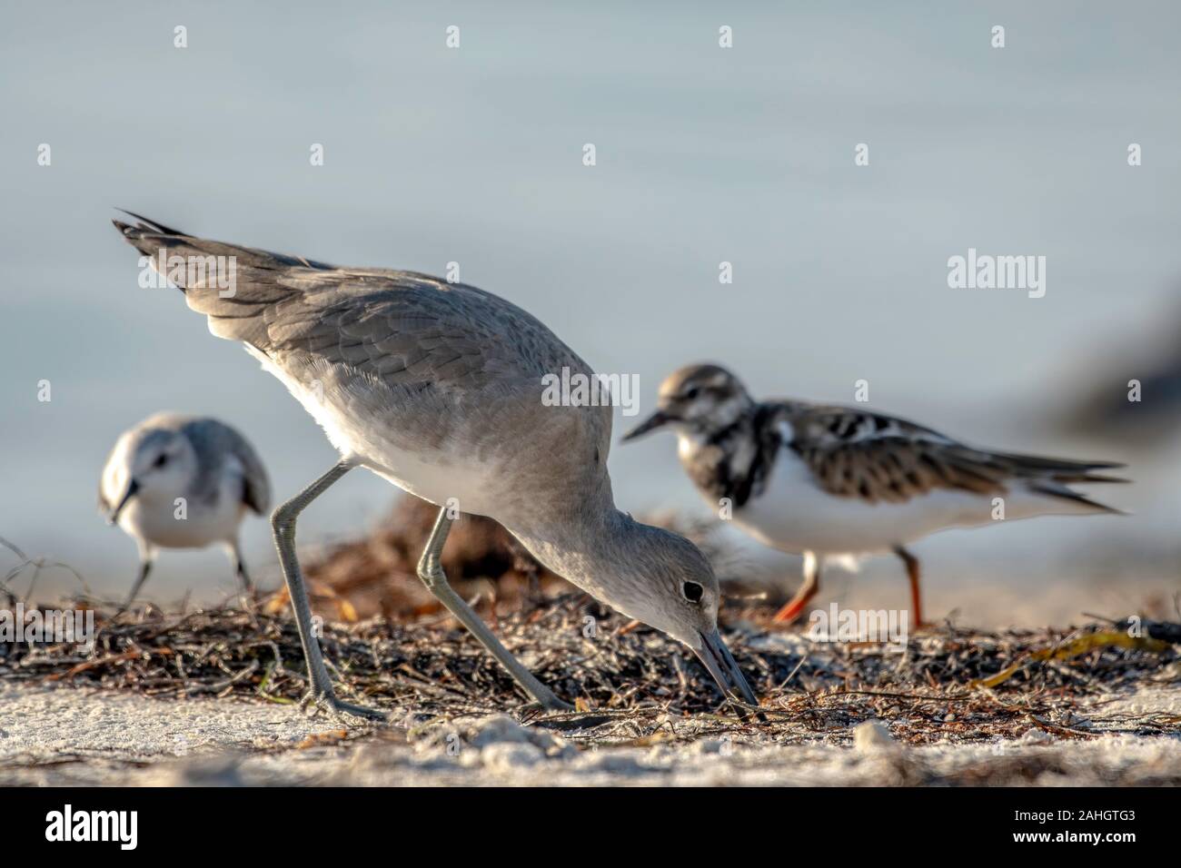 Willet futtersuche am Strand - Florida Stockfoto