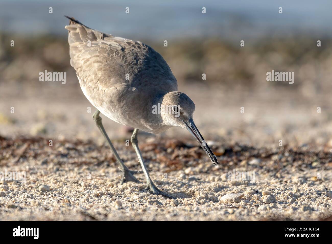 Willet futtersuche am Strand - Florida Stockfoto
