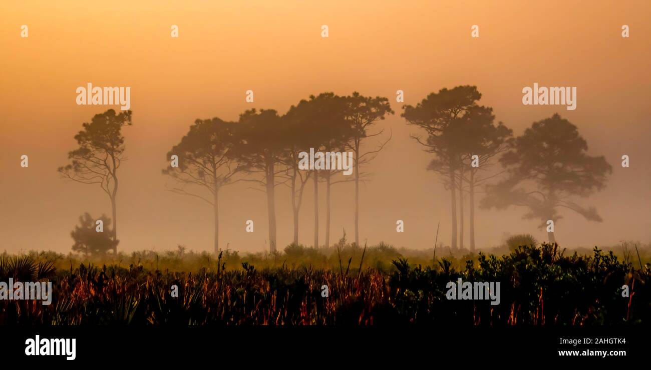 Am frühen Morgen Blick auf die Wüste in Zentral Florida, USA Stockfoto