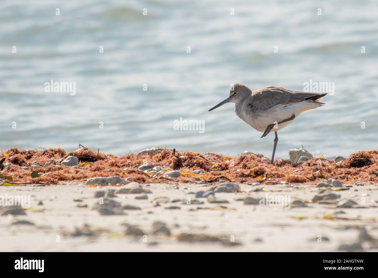 Willet futtersuche am Strand - Florida Stockfoto