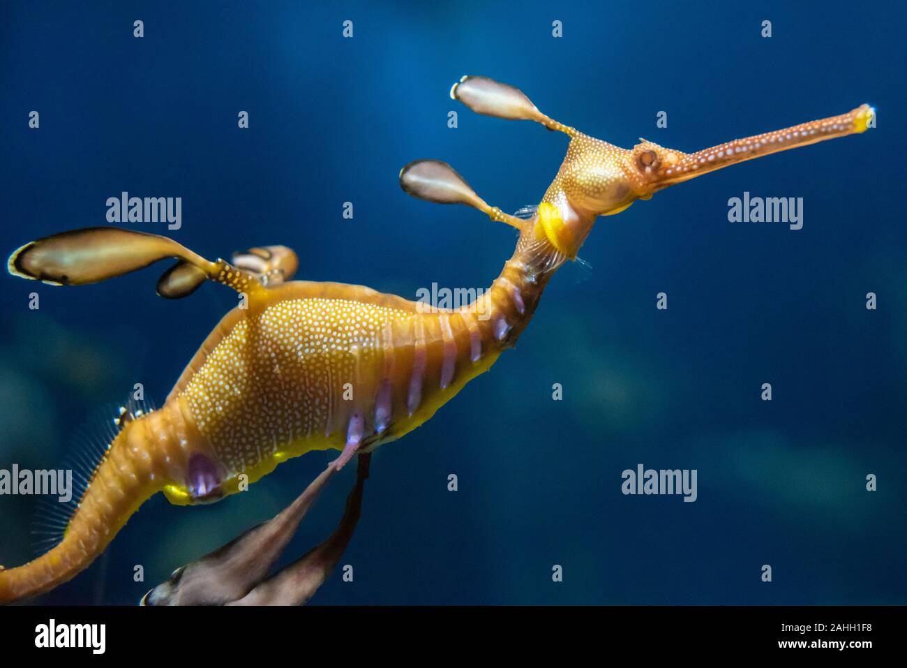 Weedy Sea Dragon (Phyllopteryx taeniolatus) am Georgia Aquarium in Atlanta, Georgia. (USA) Stockfoto