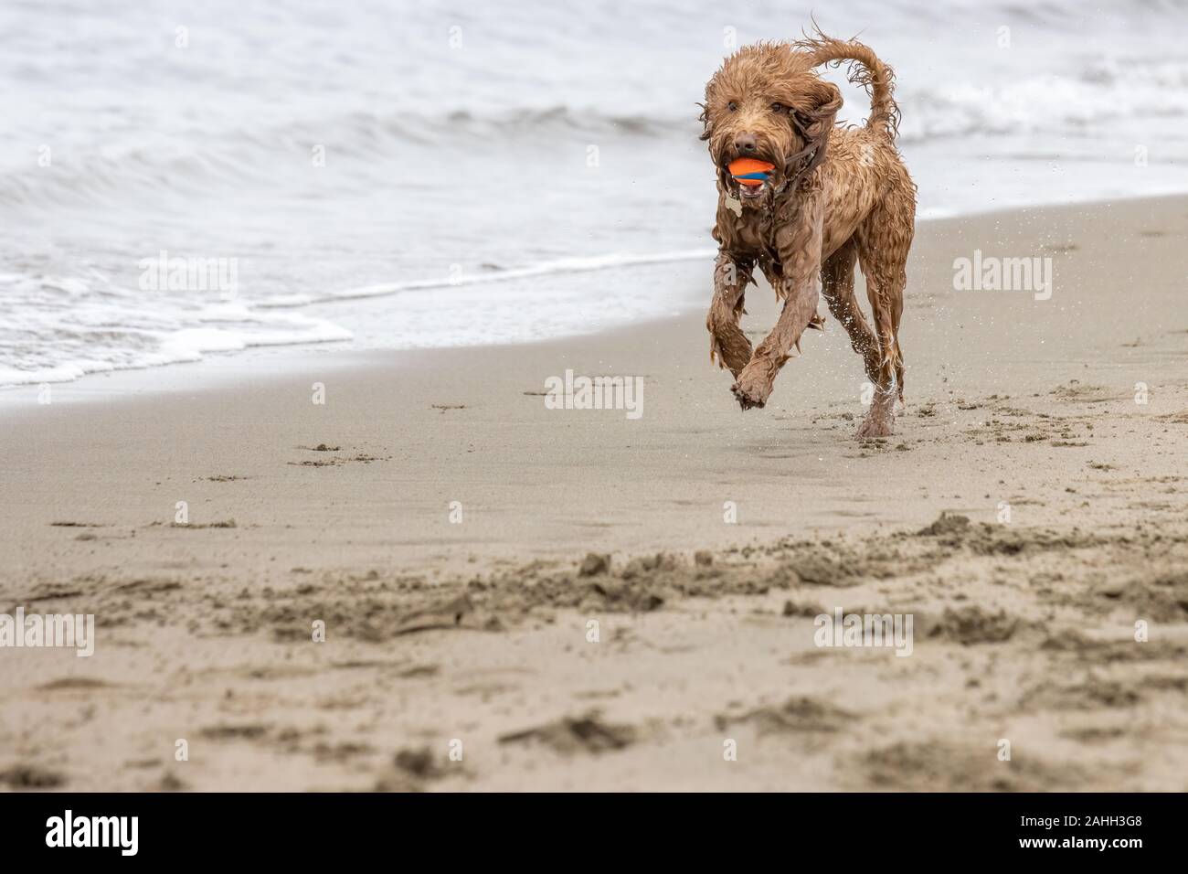 Ein Labradoodle liefert den Ball zu seinem Besitzer am Strand von Crissy Field in San Francisco. Stockfoto