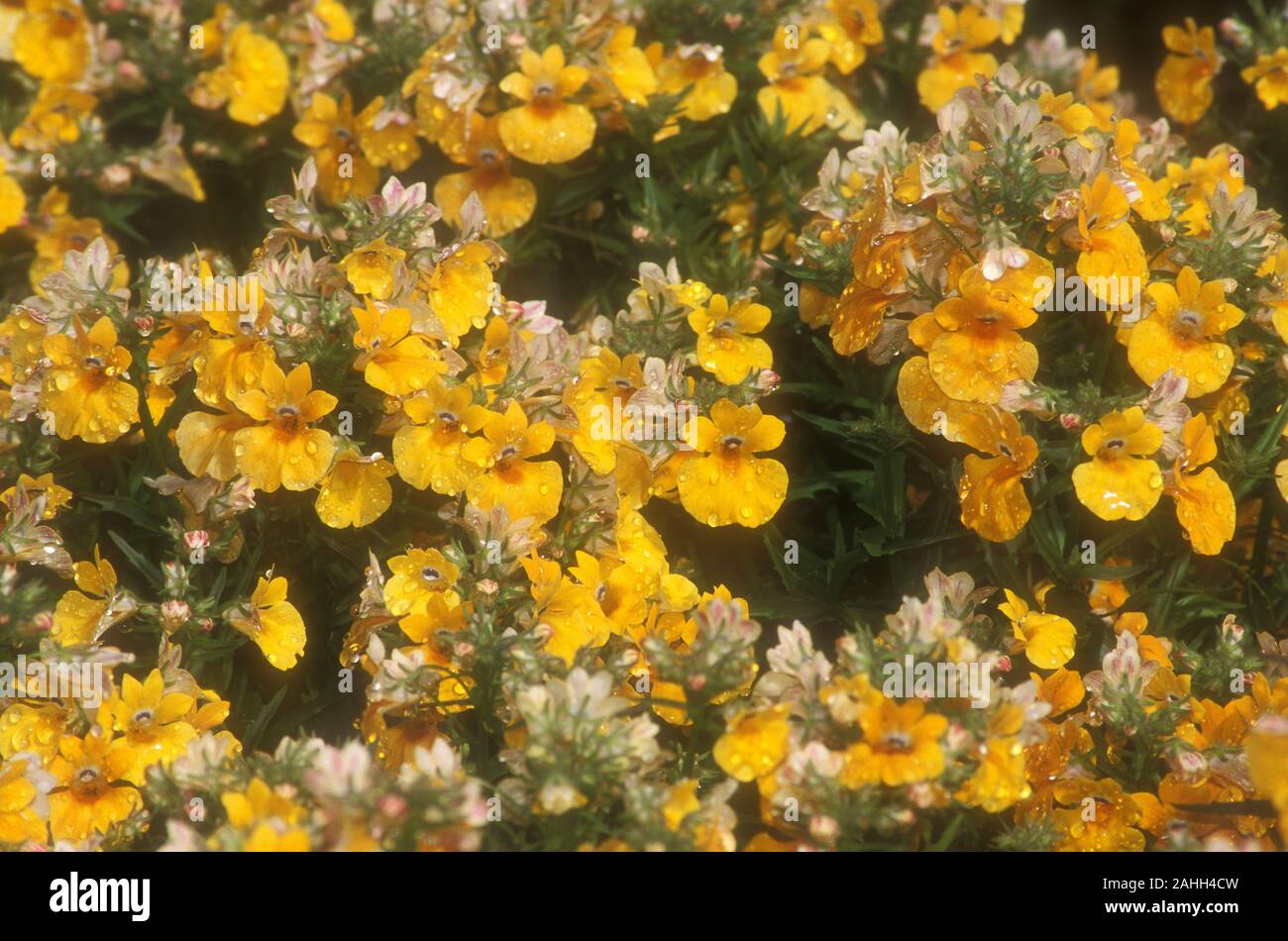 ORANGE NEMESIA BLUMEN Stockfoto