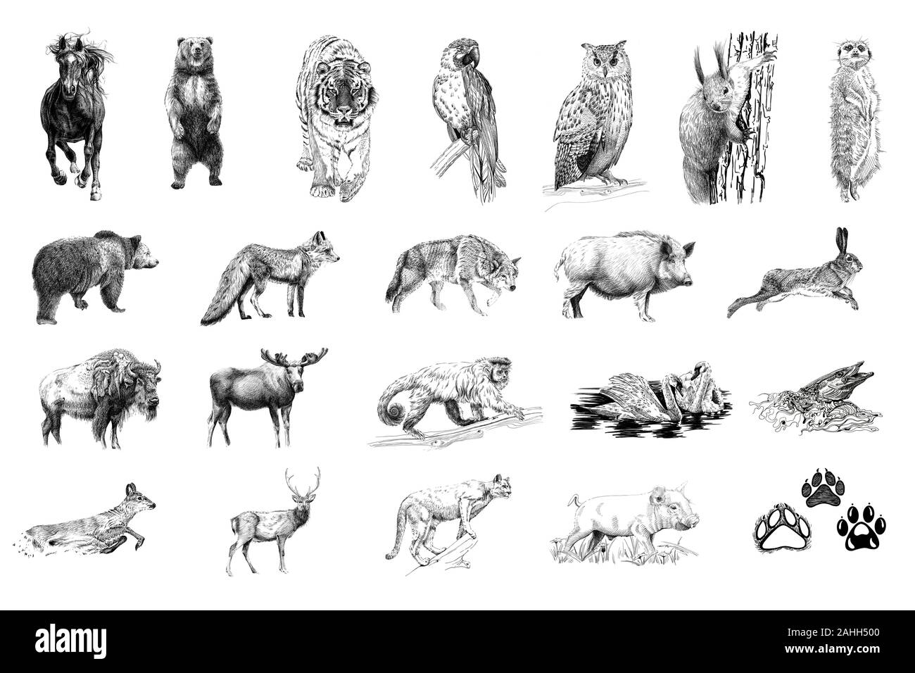 Satz von vielen Tieren und Fuß druckt, hand Illustrationen gezeichnet (Originale, keine tastung) Stockfoto
