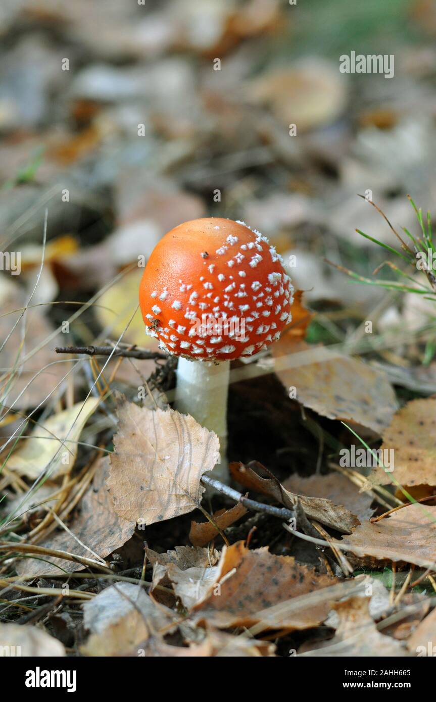 Giftige Pilze. Junge fly agaric in den Wald. Red Hat Stockfoto