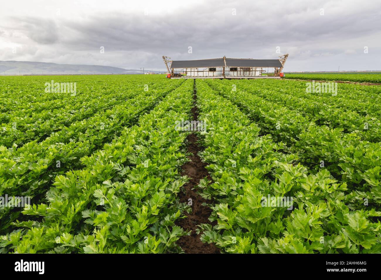Landwirtschaftlichen Bereich der Sellerie Pflanze, Santa Barbara County, Kalifornien Stockfoto