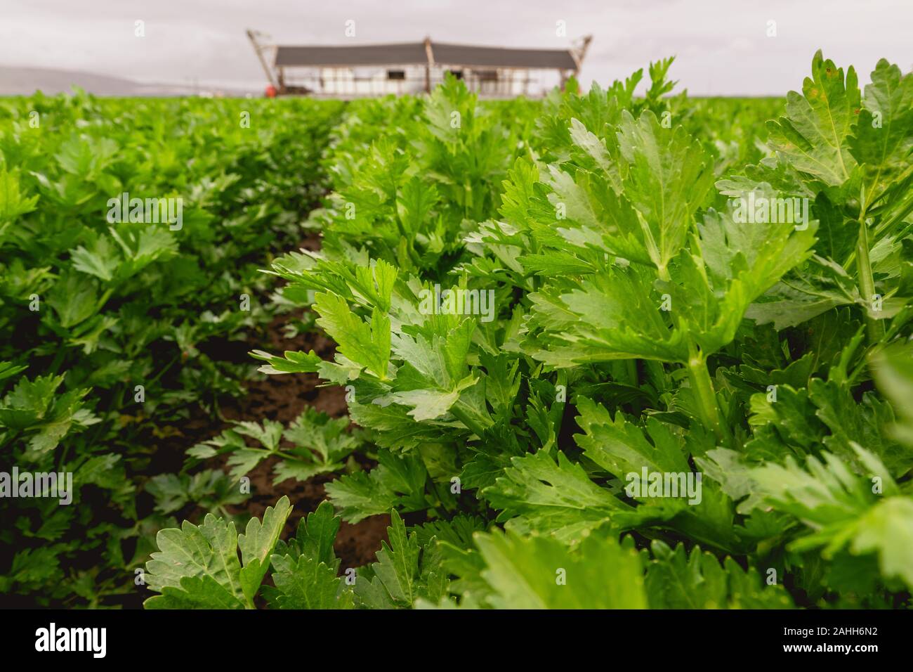 Landwirtschaftlichen Bereich der Sellerie Pflanze, Santa Barbara County, Kalifornien Stockfoto