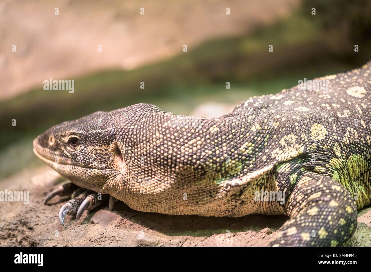 Komodo Drachen friedlich auf Ihre Lieblingsmusik rock Stockfoto