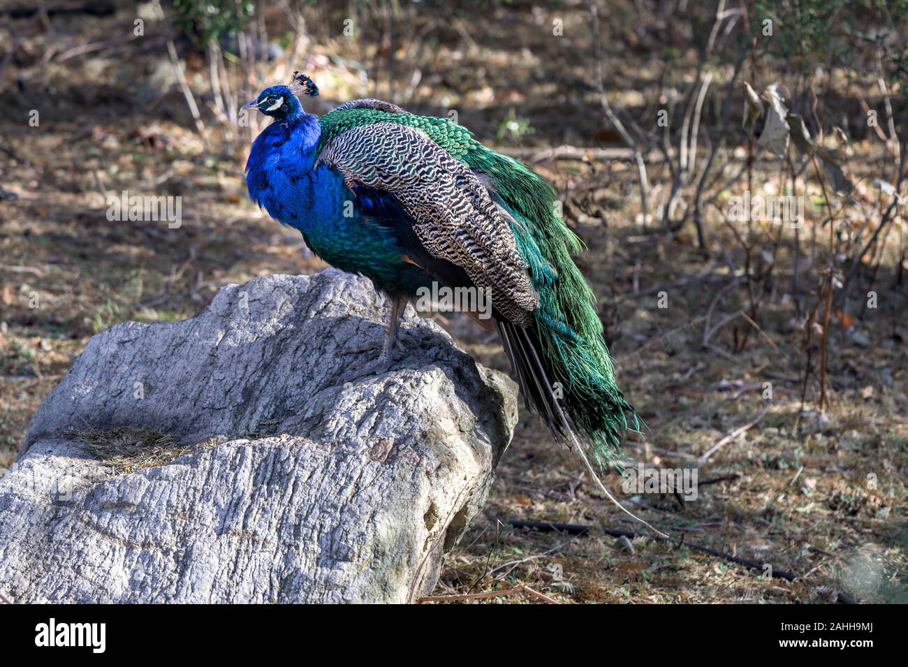 Eine bunte peackock, stehend auf einem Boulder, inmitten von getrocknetem Gras und blattlosen Zweige Stockfoto