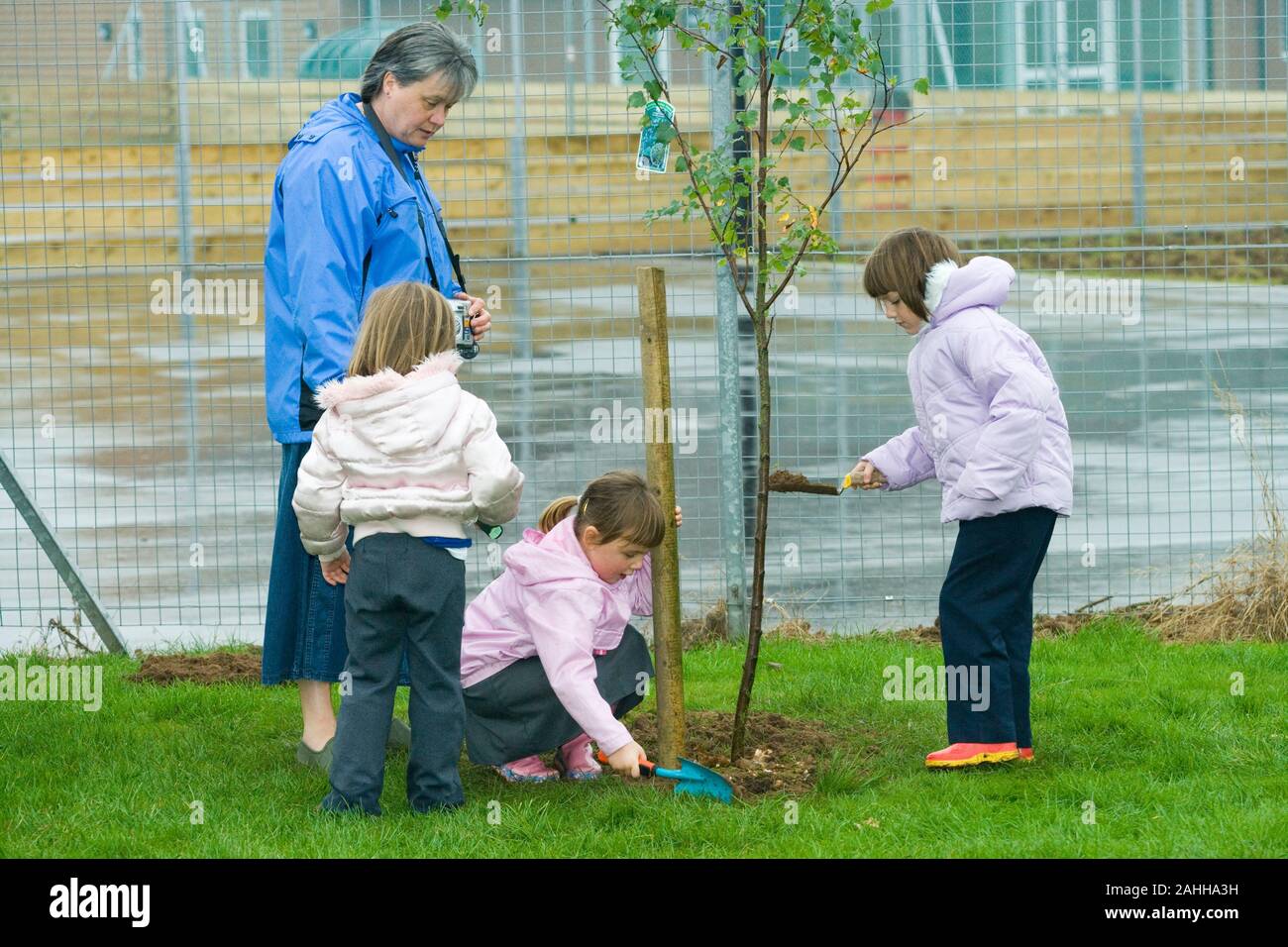 Gemeinschaft der BEPFLANZUNG Projekt. Lokale Grundschule Kinder helfen Kindern anlage Birke (Betula sp.) Bäumchen im Schulgelände. Kein MODELL RELEASE Stockfoto