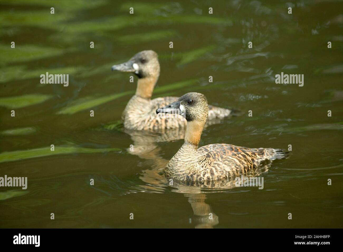 Afrikanische WEISS-backed Enten (Thalassornis leuconotus). Paar; Geschlechter gleichermaßen. Hier Drake oder männliche nächste Vogel, die in der Mitte des Displays. Stockfoto