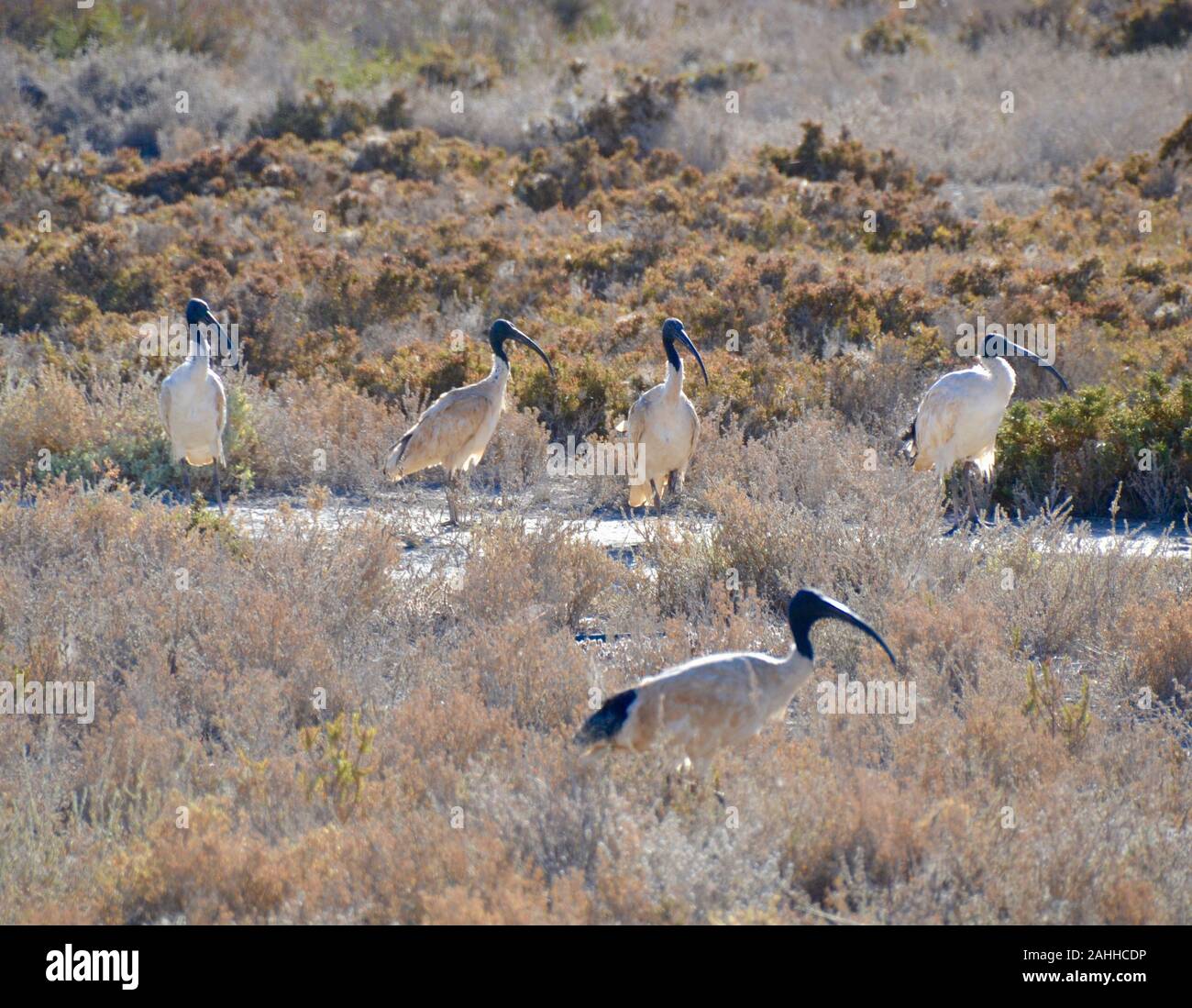 White ibis Vögel in der Morgensonne im australischen Outback in der Nähe von Mildura Stockfoto