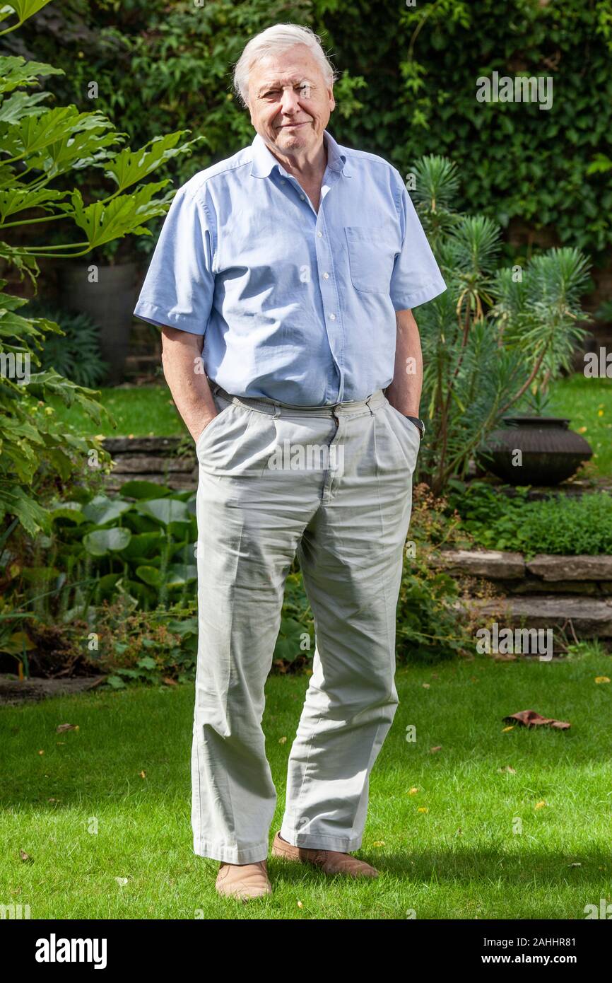 Sir David Attenborough, englische Sender und Naturforscher, in seinem Haus in Richmond Borough of Richmond upon Thames, England UK Stockfoto