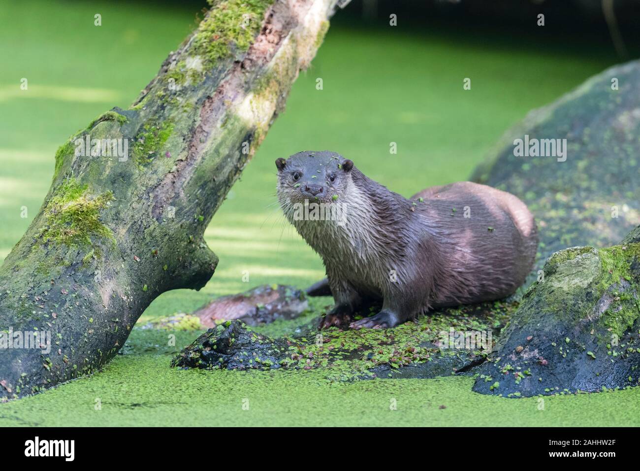 Europäischer Fischotter, Lutra Lutra, Fischotter Stockfoto