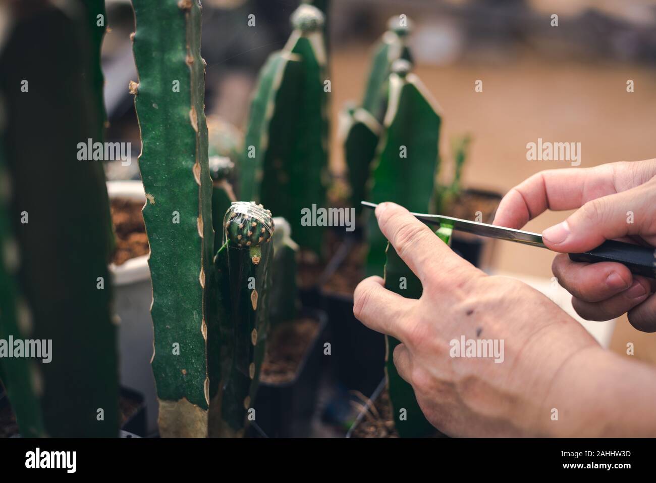 Cactus Genetische ändern für Sie größer oder schöner machen Stockfoto