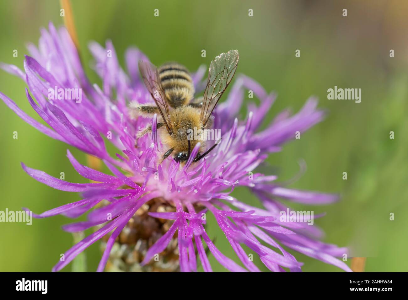 Hosenbiene Maennchen, Dasypoda hirtipes, männliche Pantalon bee Stockfoto