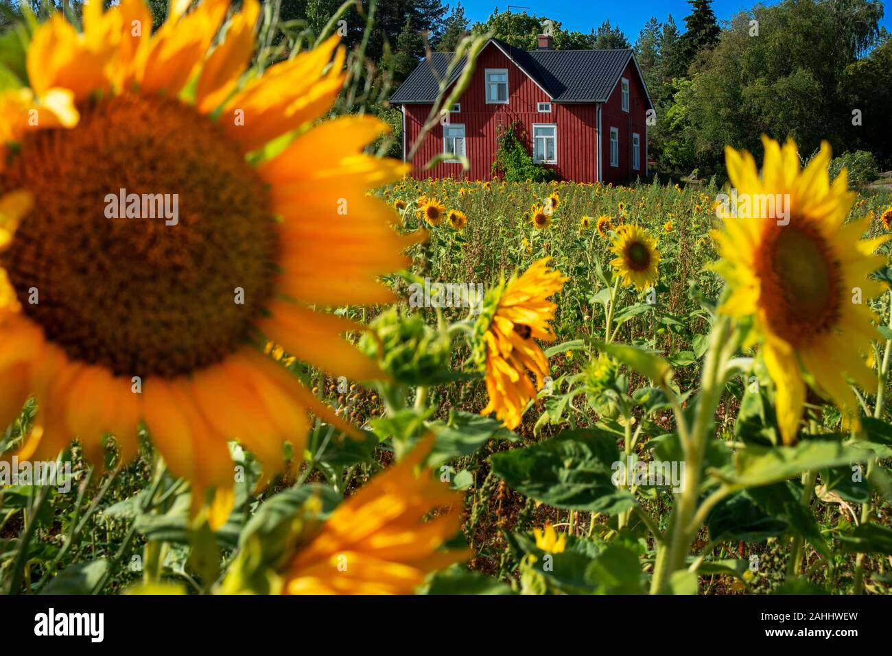 Typische Häuser und Sonnenblumen Feld in Korpo oder korpo Insel, Korpostrom Küste im Südwesten Finnland Turku Archipel. Die Schären Ringstraße oder Saa Stockfoto