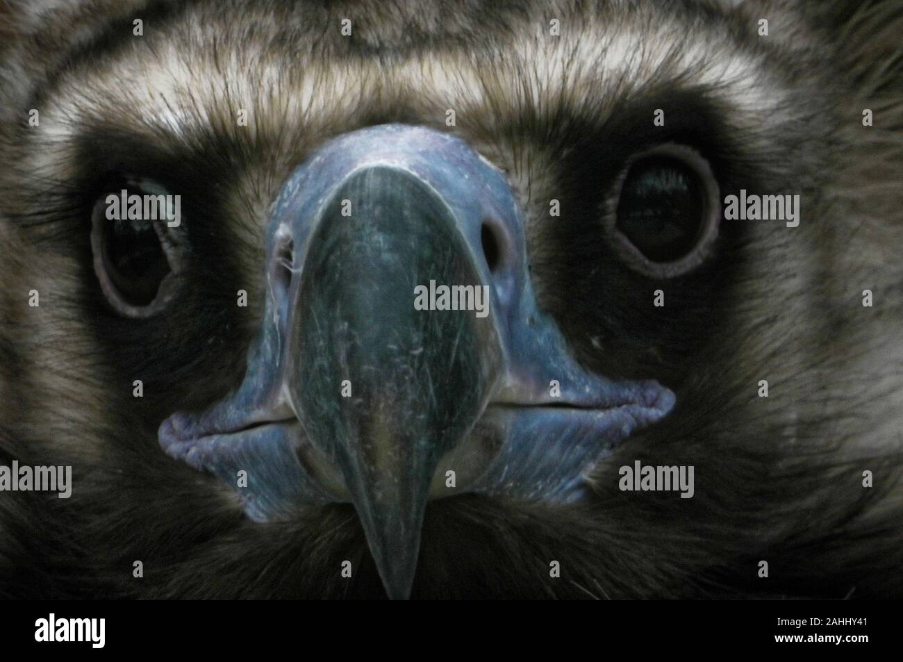 Ein Porträt der Eurasischen Mönchsgeier, einem großen raptorial Vogel, der durch viel von Eurasien verteilt wird. Stockfoto