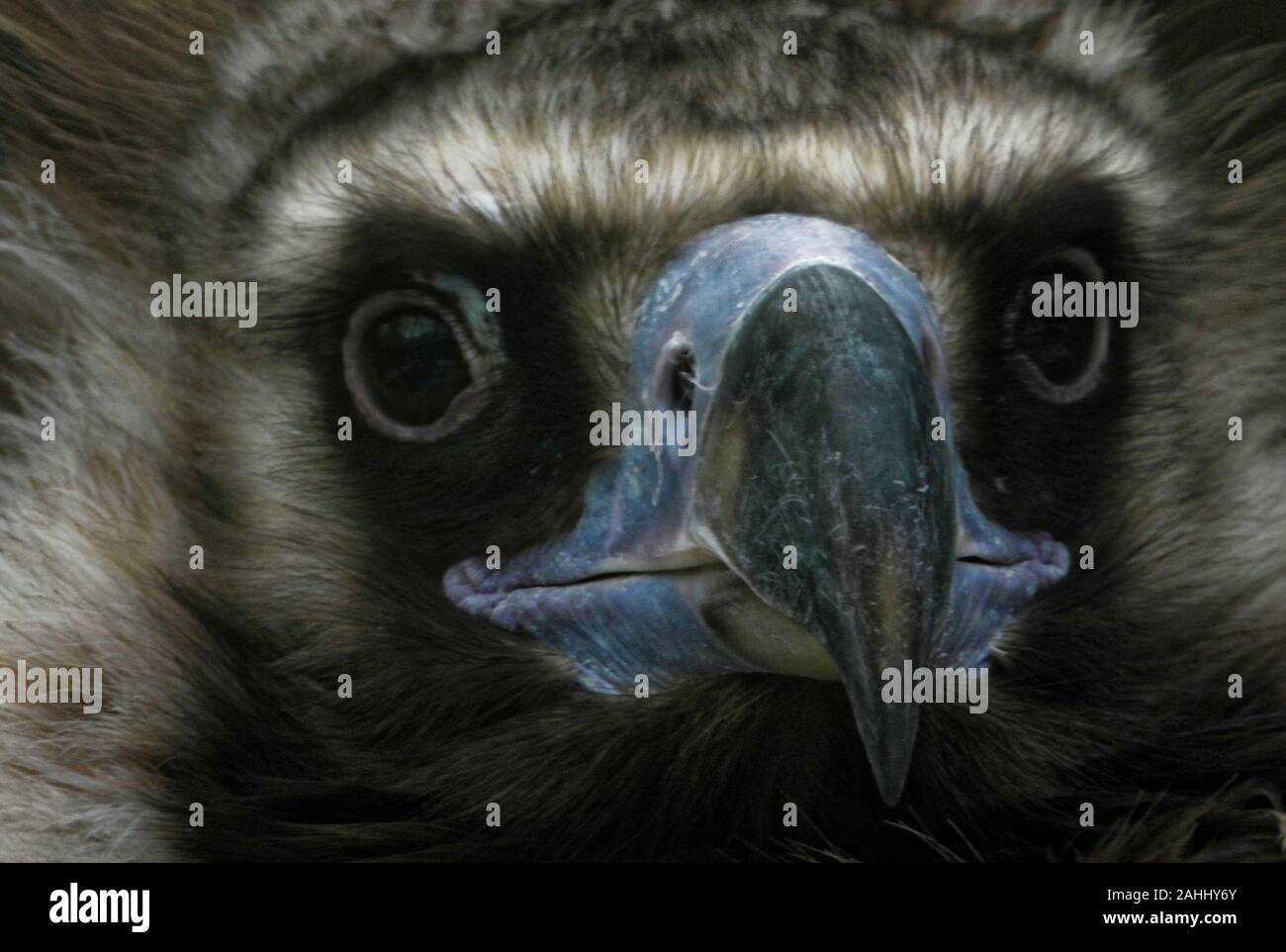 Ein Porträt der Eurasischen Mönchsgeier, einem großen raptorial Vogel, der durch viel von Eurasien verteilt wird. Stockfoto