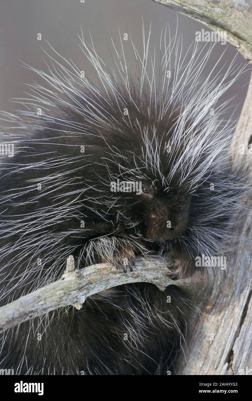 Krümmungsanalyse mit Stacheln Krümmungsanalyse mit Stacheln (Erethizon dorsatum) Quehanna wilde Gegend, moshannon State Forest, Pennsylvania. Stockfoto