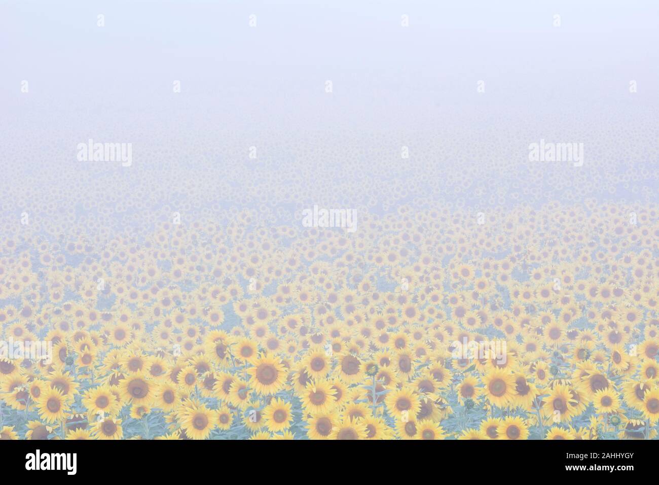 Sonnenblumenfeld mit Hebe Nebel in Harford County, Maryland. Stockfoto