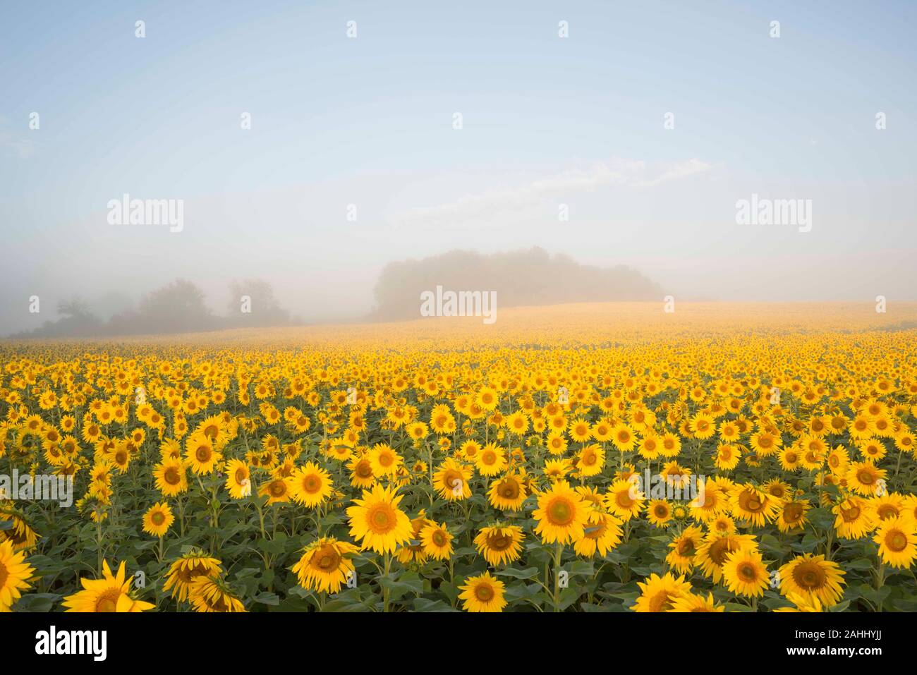 Sonnenblumenfeld mit Hebe Nebel in Harford County, Maryland. Stockfoto