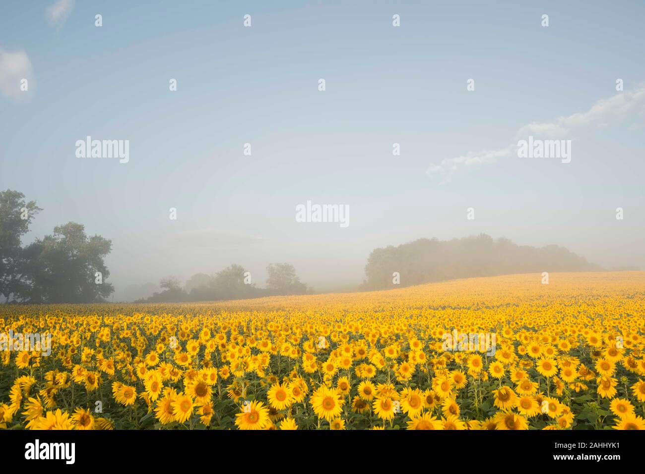 Sonnenblumenfeld mit Hebe Nebel in Harford County, Maryland. Stockfoto
