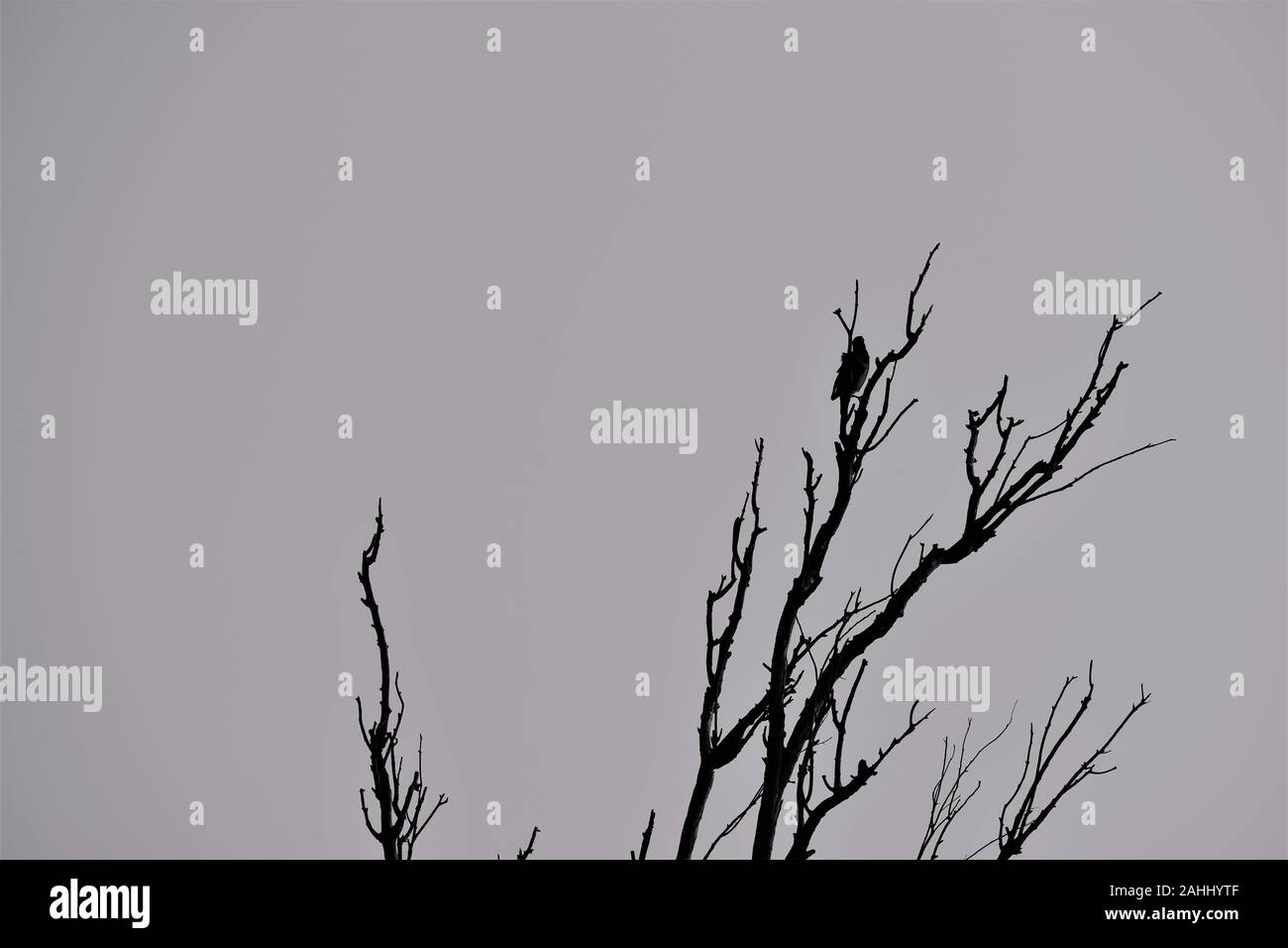 Ein Vogel sitzt auf den kahlen Ast eines isolierten Baum in Schwarz und Weiß Stockfoto
