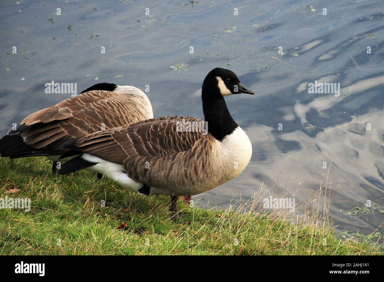 Founts Abbey & Studley Royal Stockfoto
