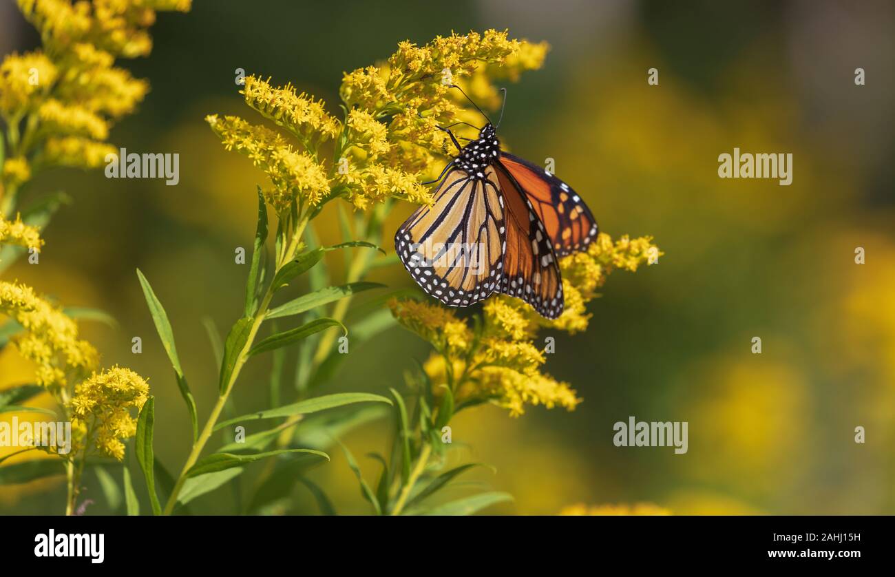 Monarch butterfly auf einem goldrute in Nordwisconsin. Stockfoto