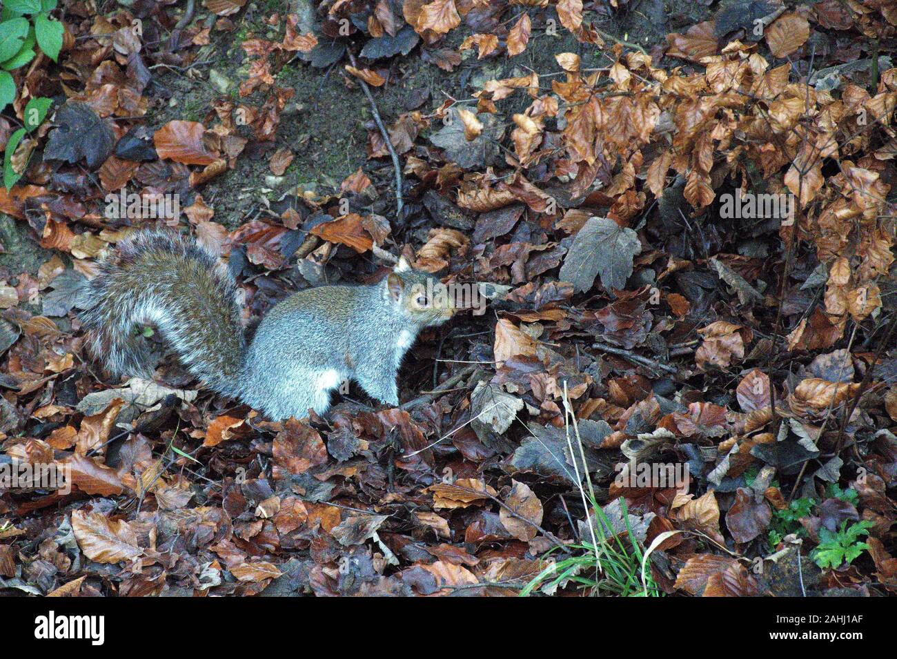 Founts Abbey & Studley Royal Stockfoto
