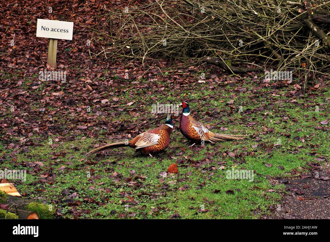 Founts Abbey & Studley Royal Stockfoto