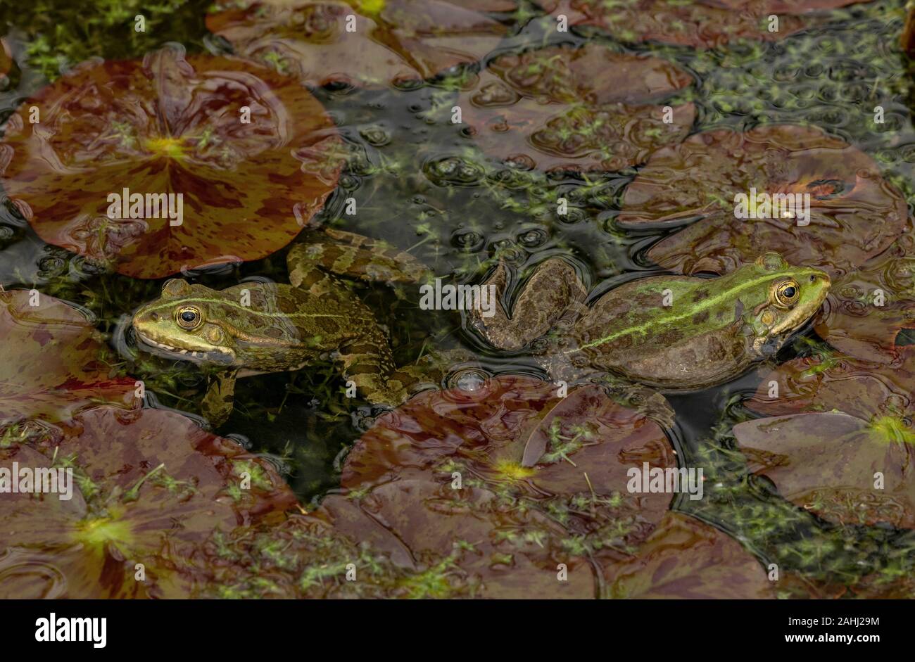 Marsh Frösche, Pelophylax ridibundus, in der Brutzeit, im Gartenteich unter kultivierten Seerosen. Kroatien. Stockfoto