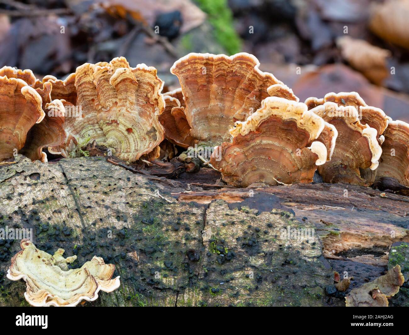 Bunte fans Der turkeytail Halterung Pilz Trametes versicolor, auf einem silbernen Birke Anmelden UK Woodland Stockfoto
