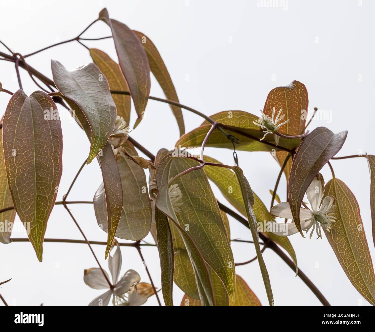 Clematis mit Blätter und Blumen Stockfoto