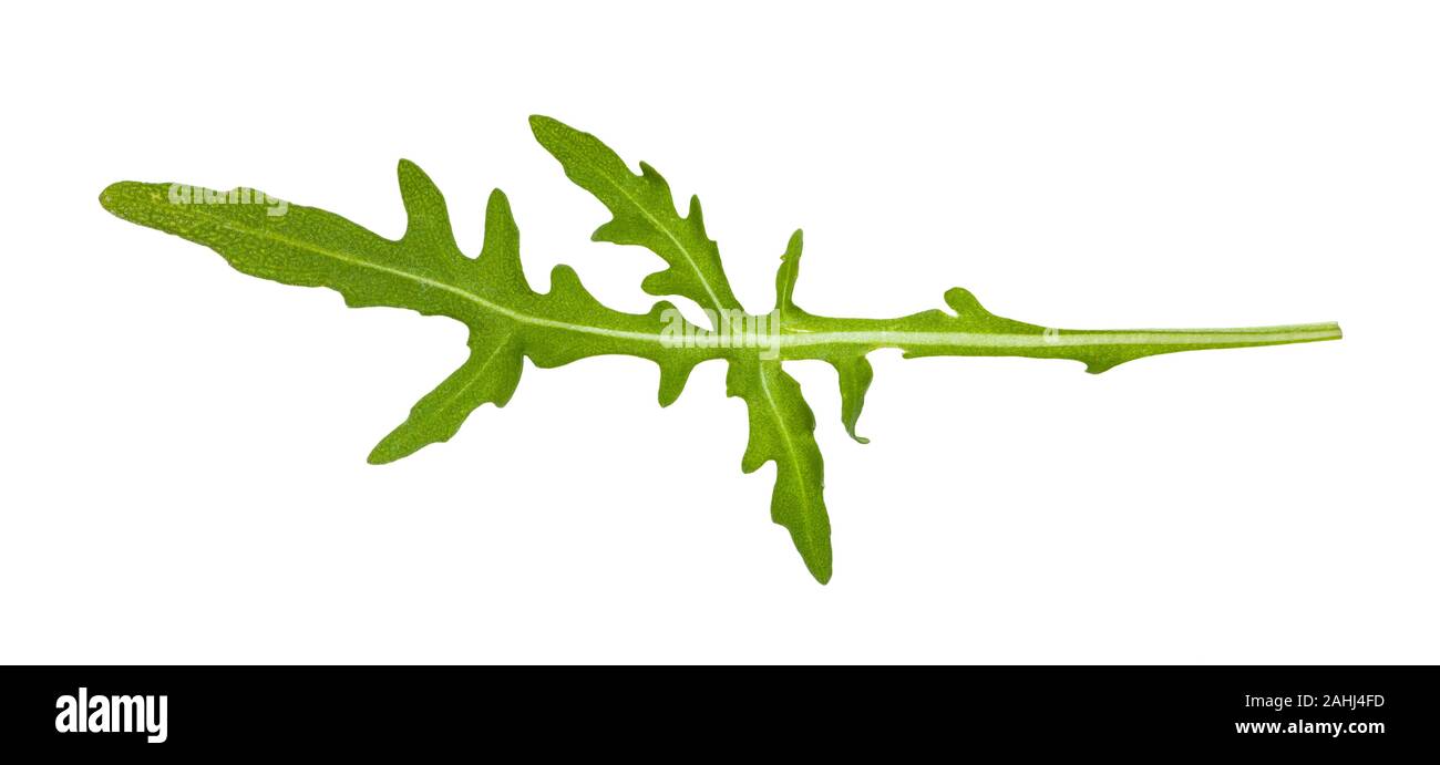 Grünes Blatt aus Rucola (rauke, Rucola eruca,) Pflanze isoliert auf weißem Hintergrund Stockfoto