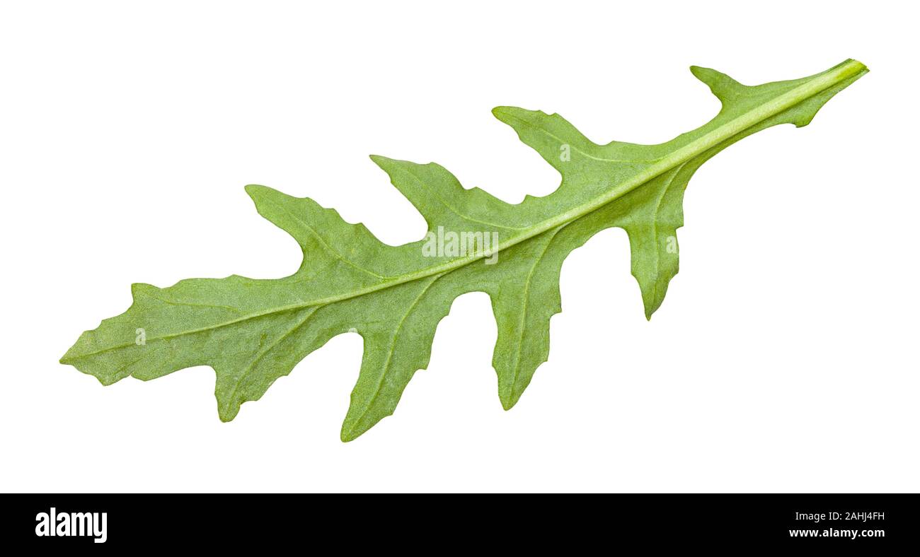 Rückseite der frischen Blätter Rucola (rauke, Rucola eruca,) Pflanze isoliert auf weißem Hintergrund Stockfoto