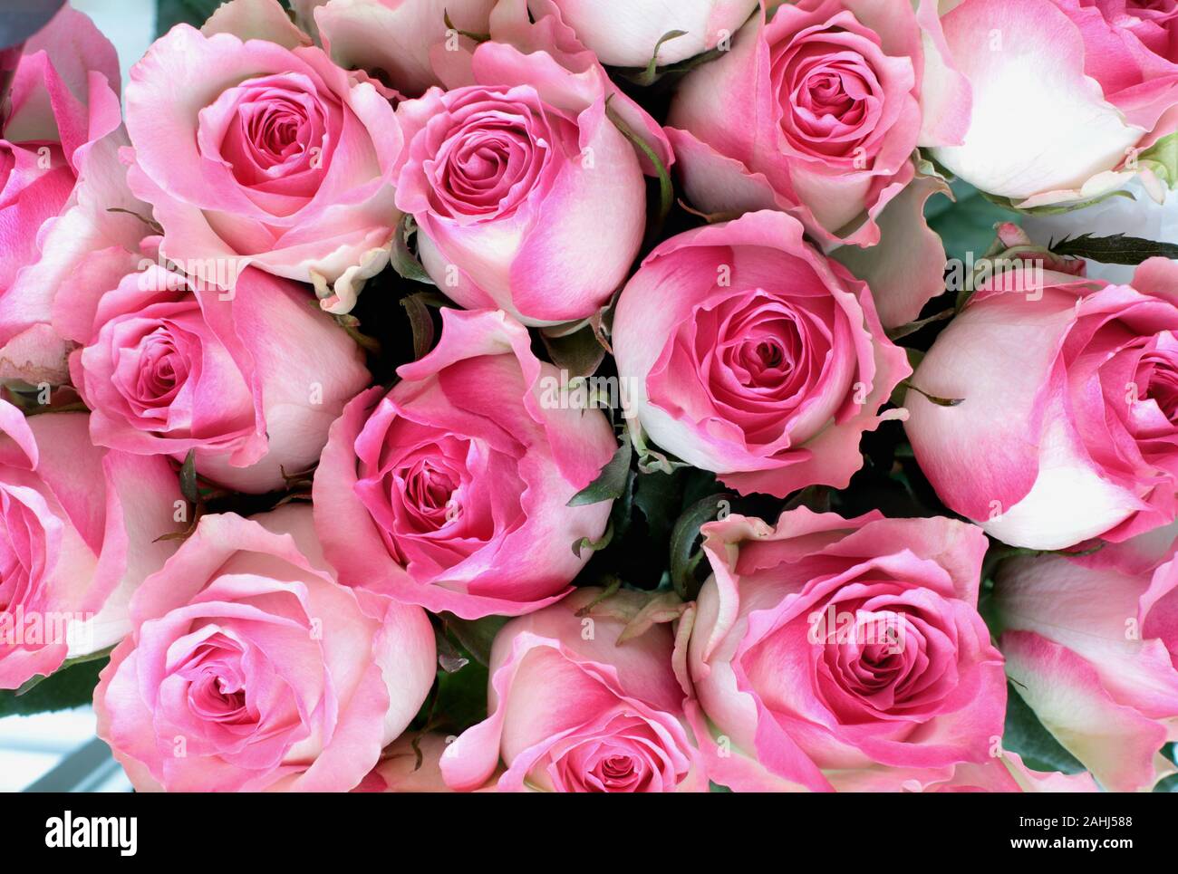 Schöne rosa und weiße Rose Blume Hintergrund. Bild geschossen von der Ansicht von oben. Stockfoto