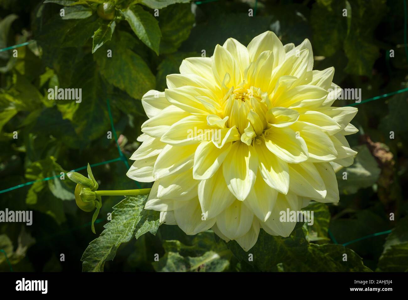 Große hellgelbe flowerhead von Dahlia Alvas oberste Blüte im September Stockfoto