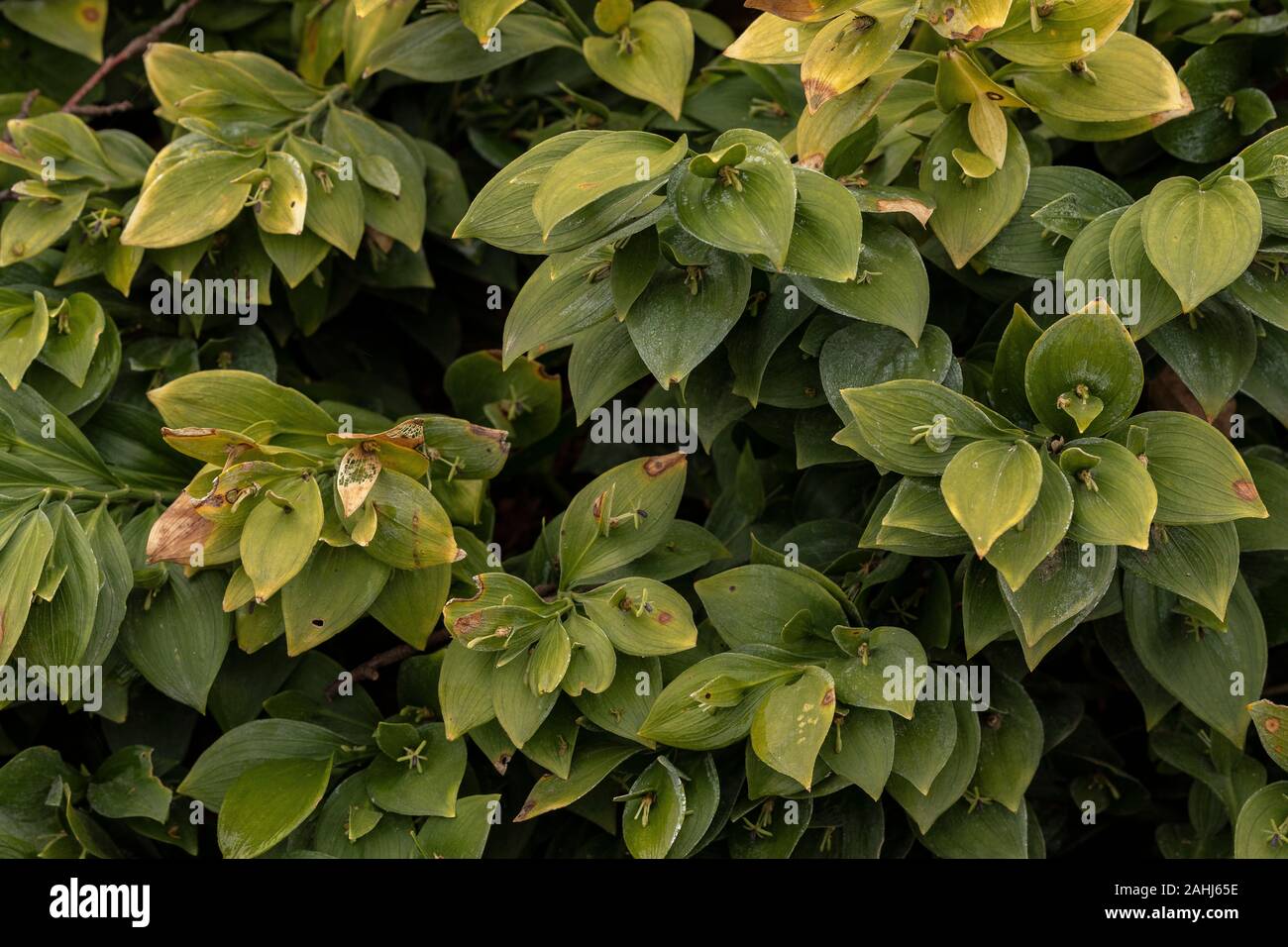 Der Rückgratlosen Metzger - Besen, Ruscus hypoglossum, in Blüte im Frühjahr, Kroatien. Stockfoto