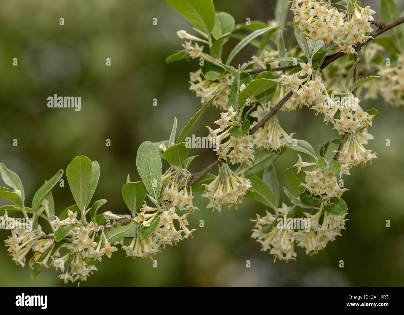 Japanische silverberry, Elaeagnus umbellata, in Blüte im Frühjahr. Ostasiatische. Stockfoto