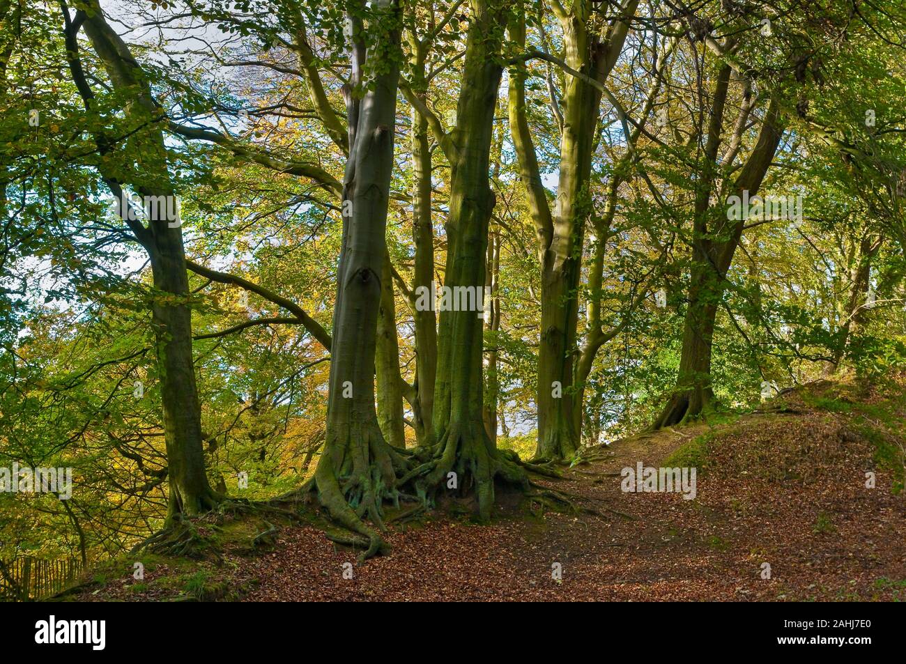 Eine Gruppe von Bäumen am alten Damm in Limb Valley, alten Wald in der Nähe von Sheffield, von Whirlow Park. Stockfoto