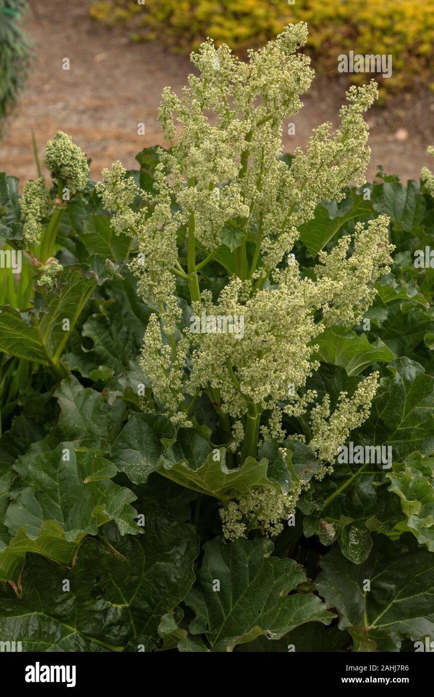 Eine Art der Rhabarber Rheum rhabarbarum; einer der Eltern des gepflegten Rhabarber. In Anbau, aus China. Stockfoto