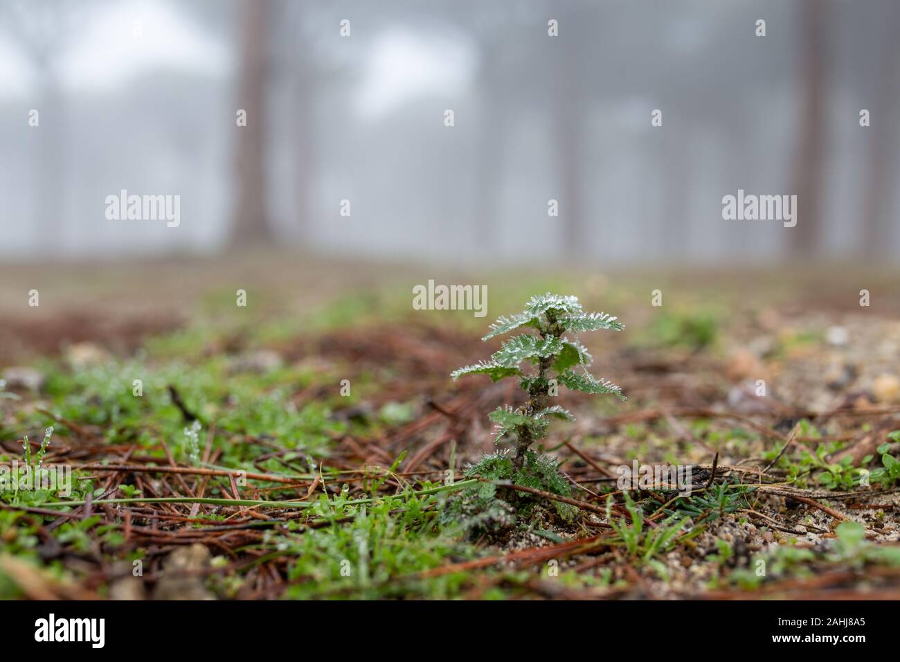 Kalt gefroren Pflanzen im Winter Stockfoto