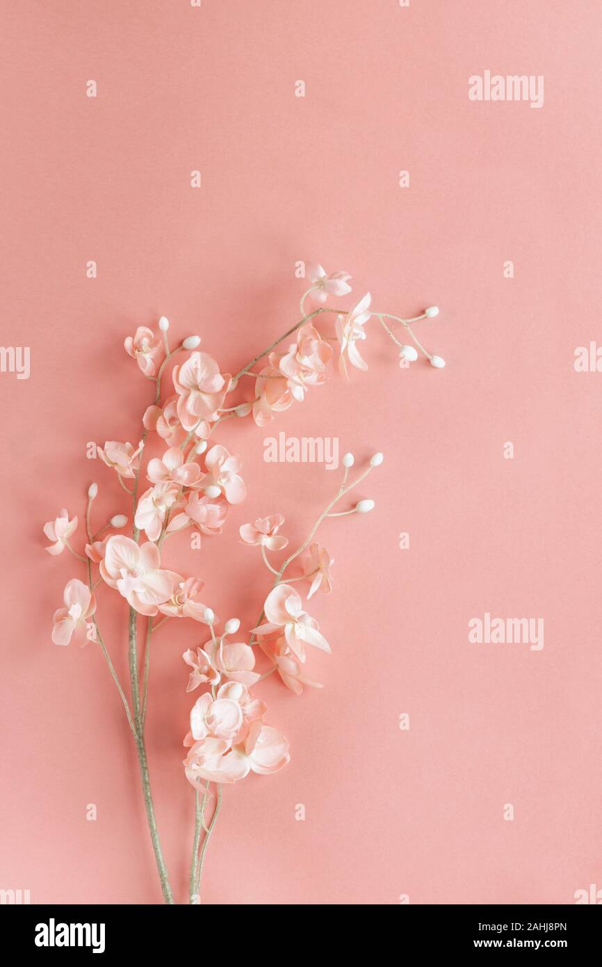 Schöne rosa Blumen über einen rosa Hintergrund mit Kopie Platz für Ihren Text in der Ansicht von oben. Flach. Stockfoto
