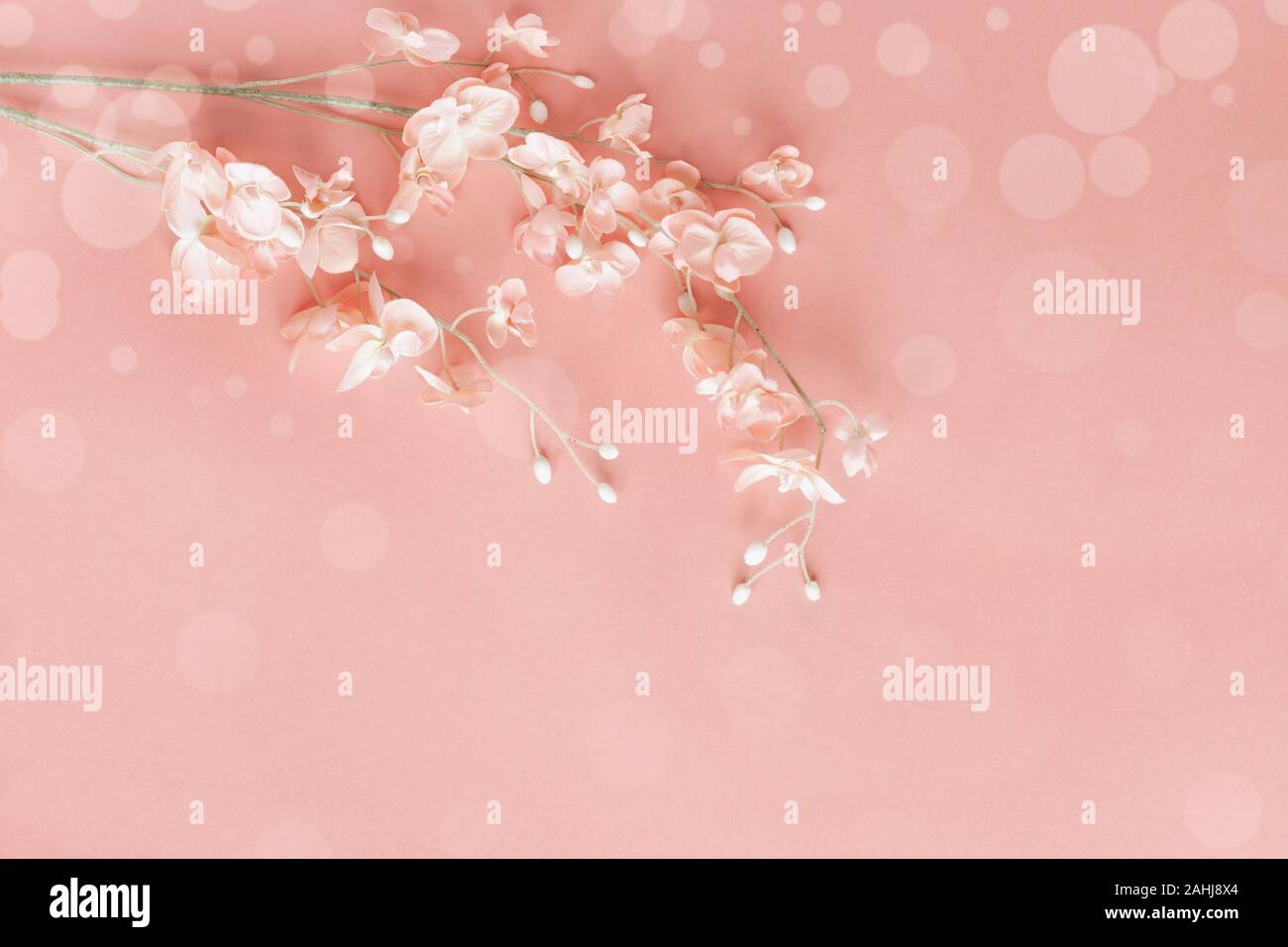 Schöne rosa Blumen über ein rosa bokeh Hintergrund mit Kopie Platz für Ihren Text in der Ansicht von oben. Flach. Stockfoto