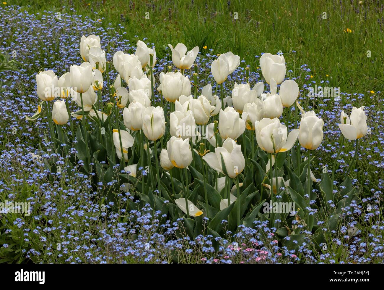Weiße Tulpen unter Vergissmeinnicht, Myosotis in Garten, Kroatien. Stockfoto