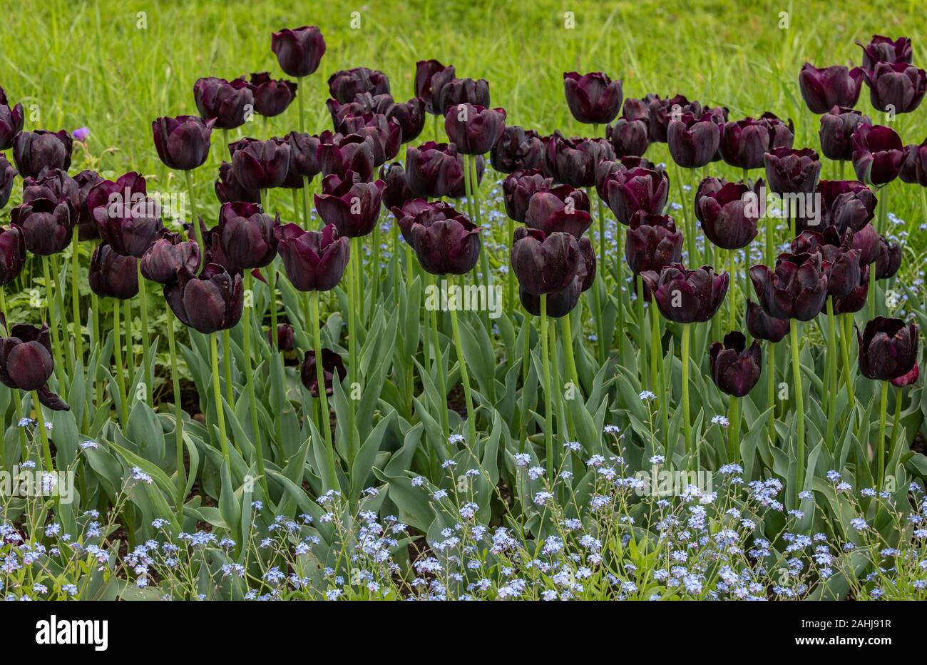 Die dunkel lila Tulpe, Tulip 'Königin der Nacht', bepflanzt mit Vergissmeinnicht, Myosotis. Zagreb. Stockfoto